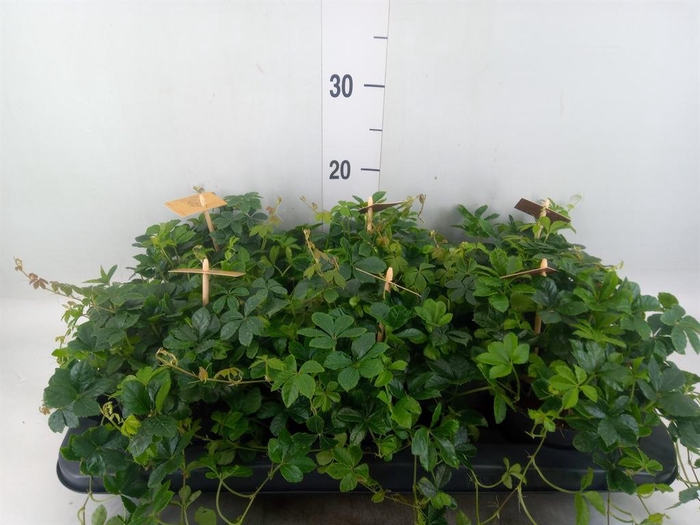 <h4>Parthenocissus inserta</h4>