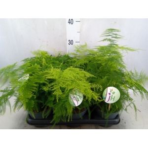 Asparagus setaceus