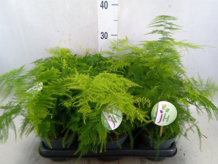 <h4>Asparagus setaceus</h4>