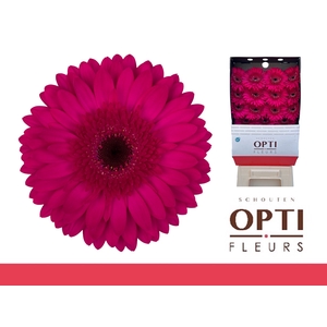 Gerbera Martini Diamond