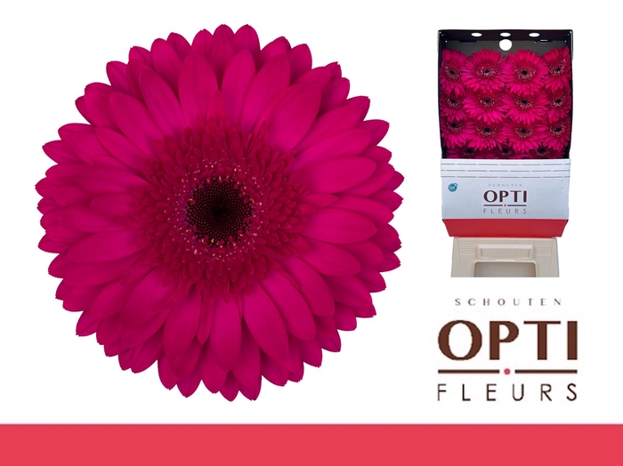 <h4>Gerbera Martini Diamond</h4>