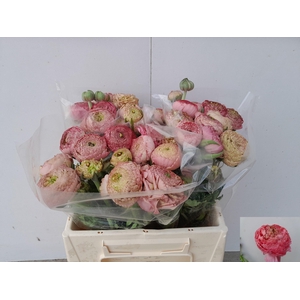 RAN AAZUR ANTIQ ROSE