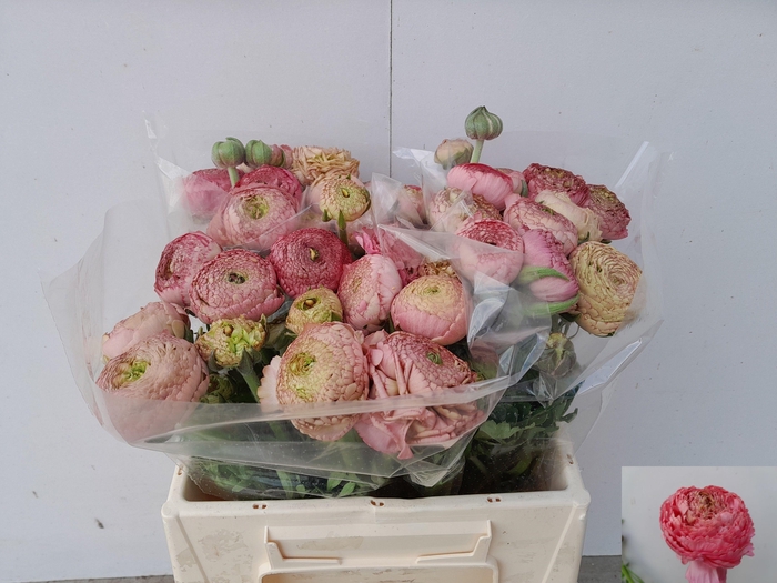 <h4>RAN AAZUR ANTIQ ROSE</h4>