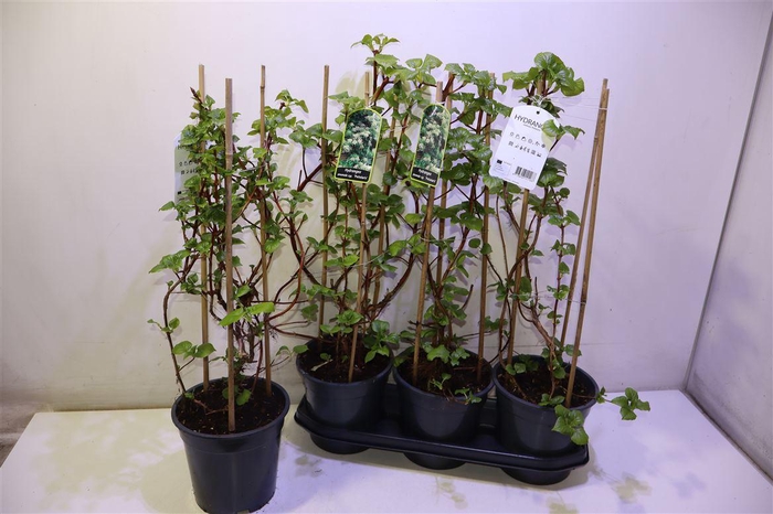 <h4>arr8 Hydr Petiolaris</h4>