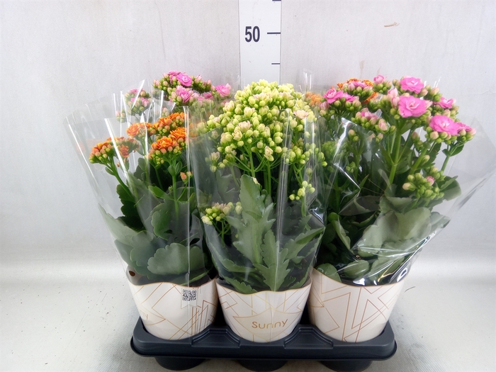 <h4>Kalanchoe   ...</h4>