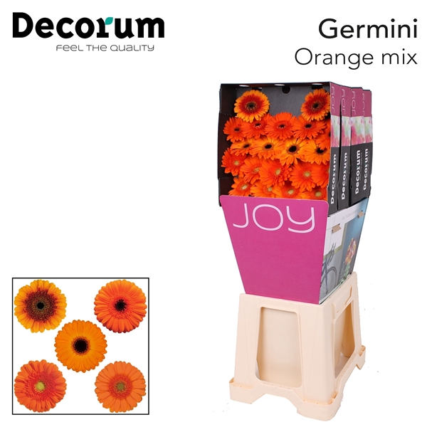 <h4>Germini Mix Oranje 824 - Oudijk Gerbera</h4>