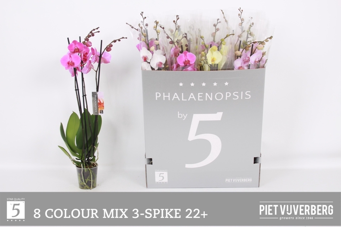 <h4>PHAL GEM 8 KL</h4>