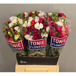 Di Te Solom Gem Fust