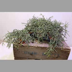 Rhipsalis Pilocarpa