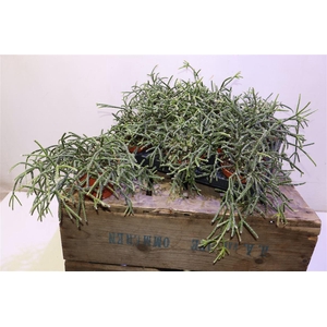 arr8 Rhipsalis Pilocarpa