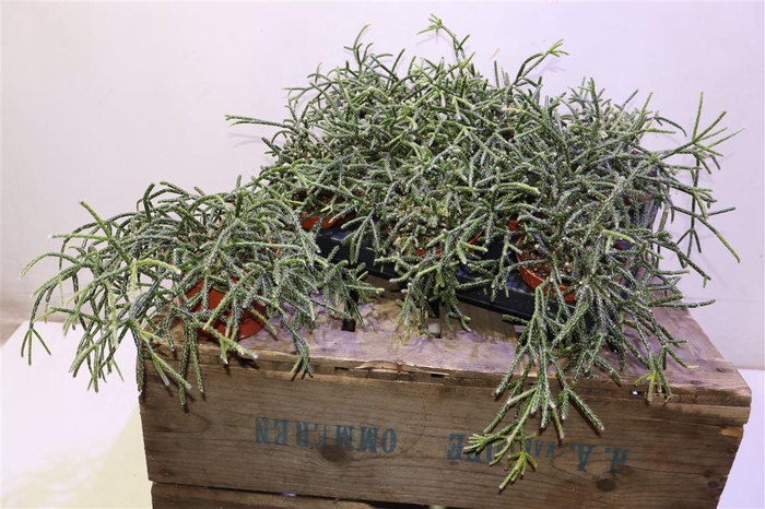 <h4>Rhipsalis Pilocarpa</h4>