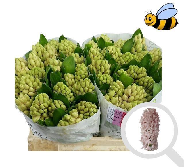 <h4>HYAC CHINA PINK</h4>