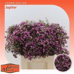 Chamelaucium Jupiter