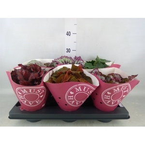 Begonia BD 'Beleaf'   ...mix