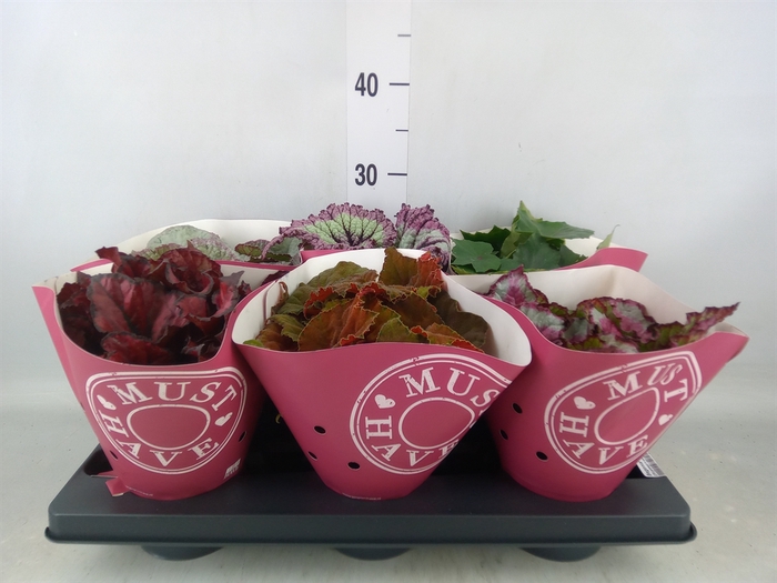 <h4>Begonia BD 'Beleaf'   ...mix</h4>