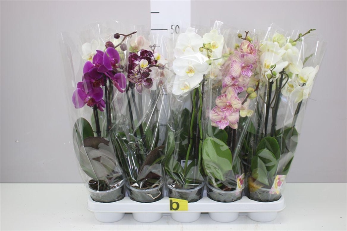 <h4>Phal Gemengd 2 Tak 12+</h4>