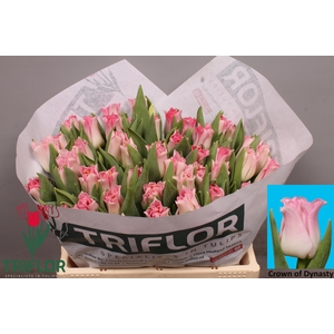 TU CO CROWN  DYNASTY