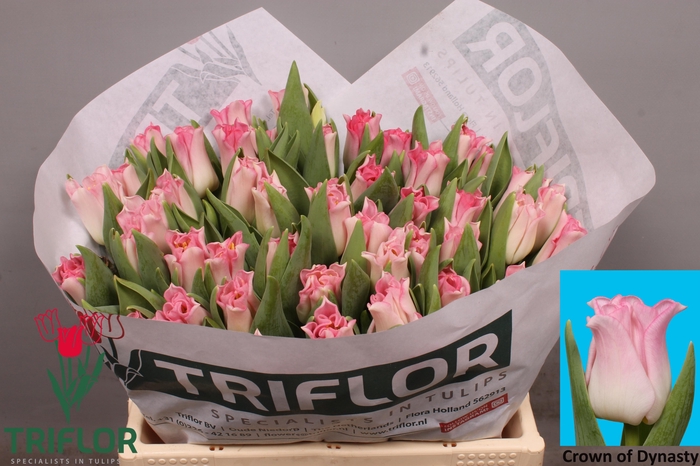 <h4>TU CO CROWN  DYNASTY</h4>