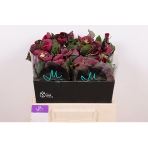 Helleborus Mammoth Red Marginpar