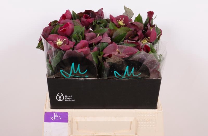 <h4>Helleborus Mammoth Red Marginpar</h4>