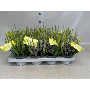Calluna vulg. 'Beauty L' ..mix