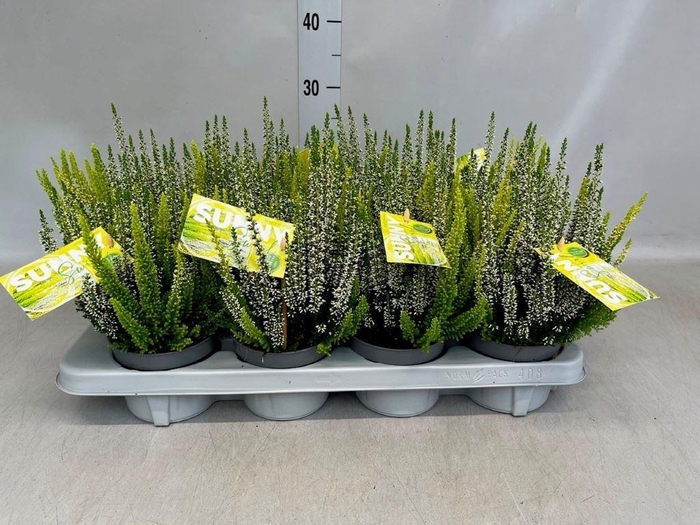 <h4>Calluna vulg. 'Beauty L' ..mix</h4>