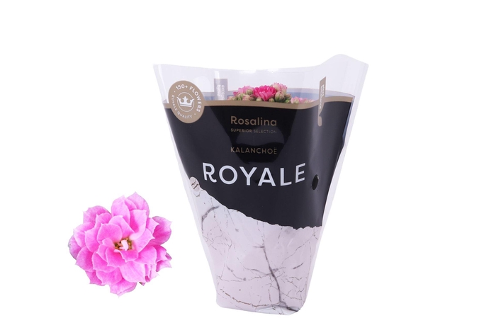 <h4>Kalanchoe blos. 'RosDon Nando'</h4>