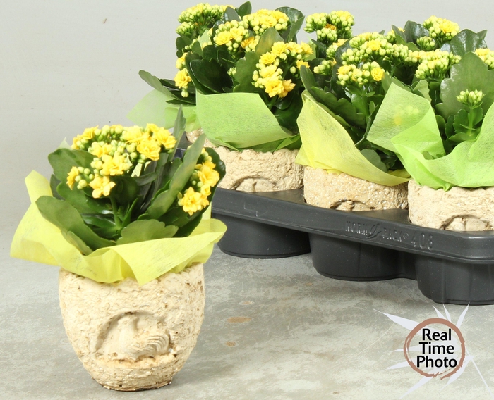 <h4>ARR KAMERPL</h4>