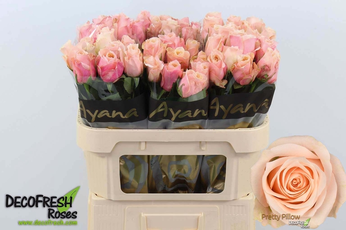 <h4>R Gr Pretty Pillow Extra Ayana</h4>