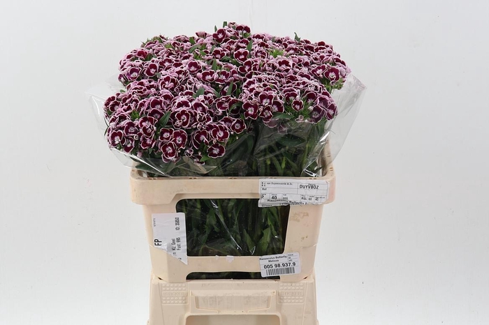 <h4>Di Barb King</h4>