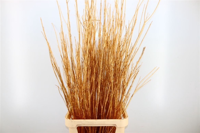 <h4>Dried Cornus 20pcs Gold Bunch</h4>