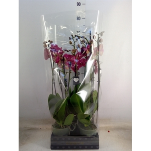 Phalaenopsis  'Ant Montreux'