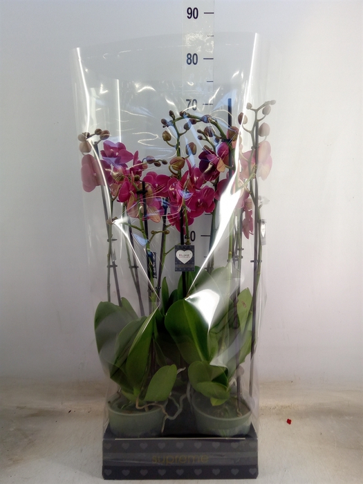 <h4>Phalaenopsis  'Ant Montreux'</h4>