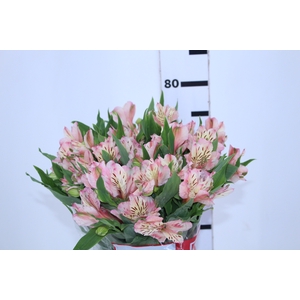 ALSTROEMERIA FANKE 080 CM