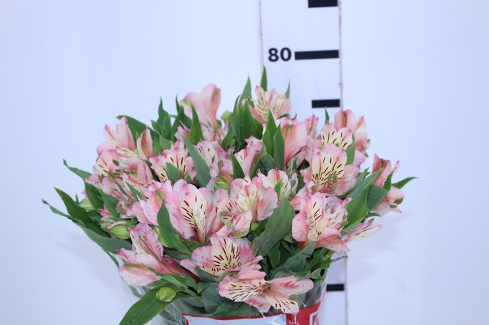 ALSTROEMERIA FANKE 080 CM