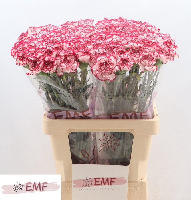 <h4>DI ST PERFECT</h4>