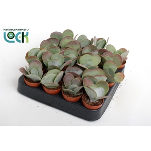 kalanchoë Thyrsiflora ( red lips )