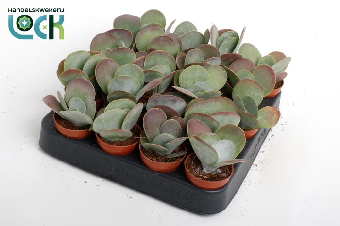 <h4>kalanchoë Thyrsiflora ( red lips )</h4>