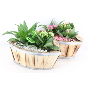 arr2 PL - Hout kano x4 - roze/wit