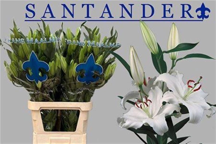 <h4>Li Or Santander 5+</h4>