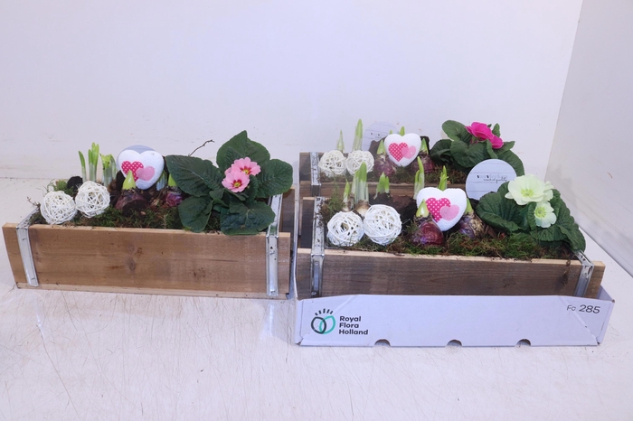 <h4>ARR TUINPLANTEN</h4>