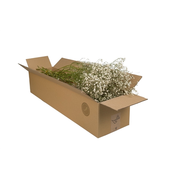 Droogbloemen-Gypsophila Natural