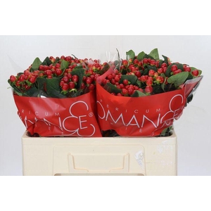 Hypericum True Romance