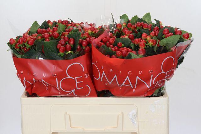 <h4>Hypericum True Romance</h4>