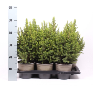 Picea glauca 'Conica'