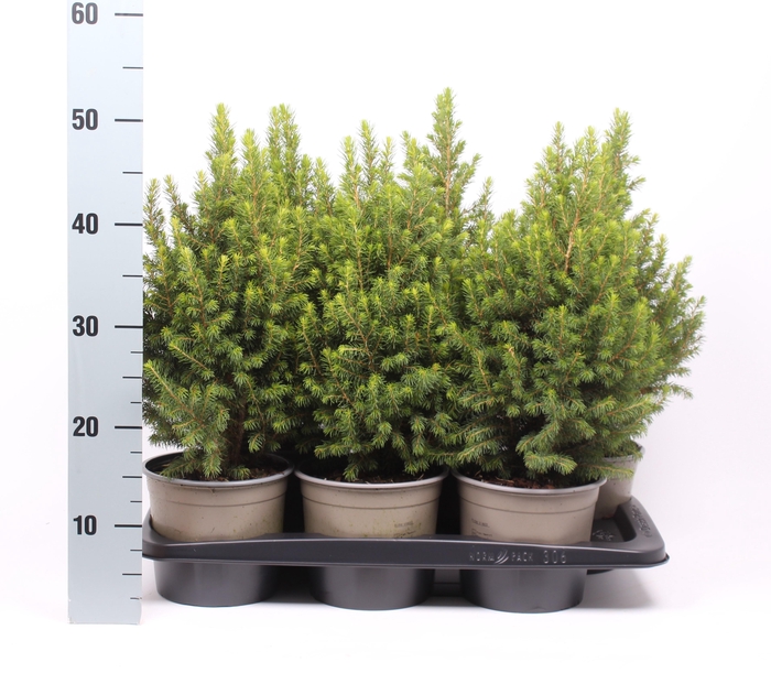 <h4>Picea glauca 'Conica'</h4>