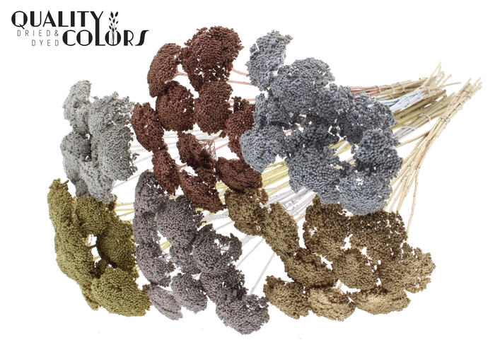 Achillea 2-4cm per stem Mixed colours Metallic