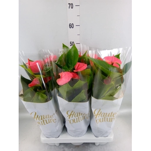 Anthurium andr. 'Sweet Dream'