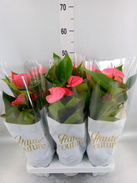 <h4>Anthurium andr. 'Sweet Dream'</h4>