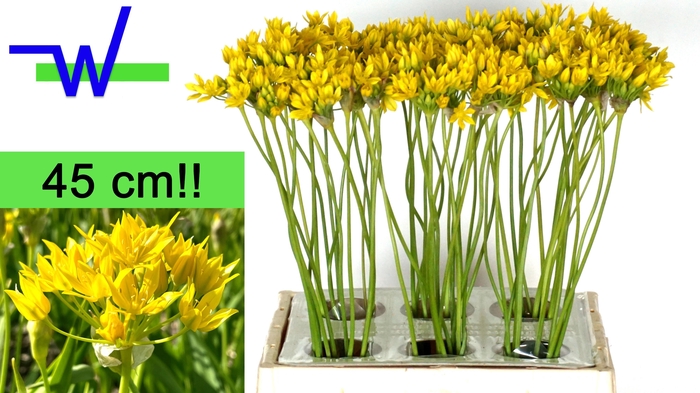 <h4>ALLIUM MO JEANNINE</h4>